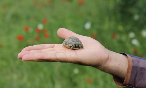 A very small turtle sits in the palm of someone's hand outside