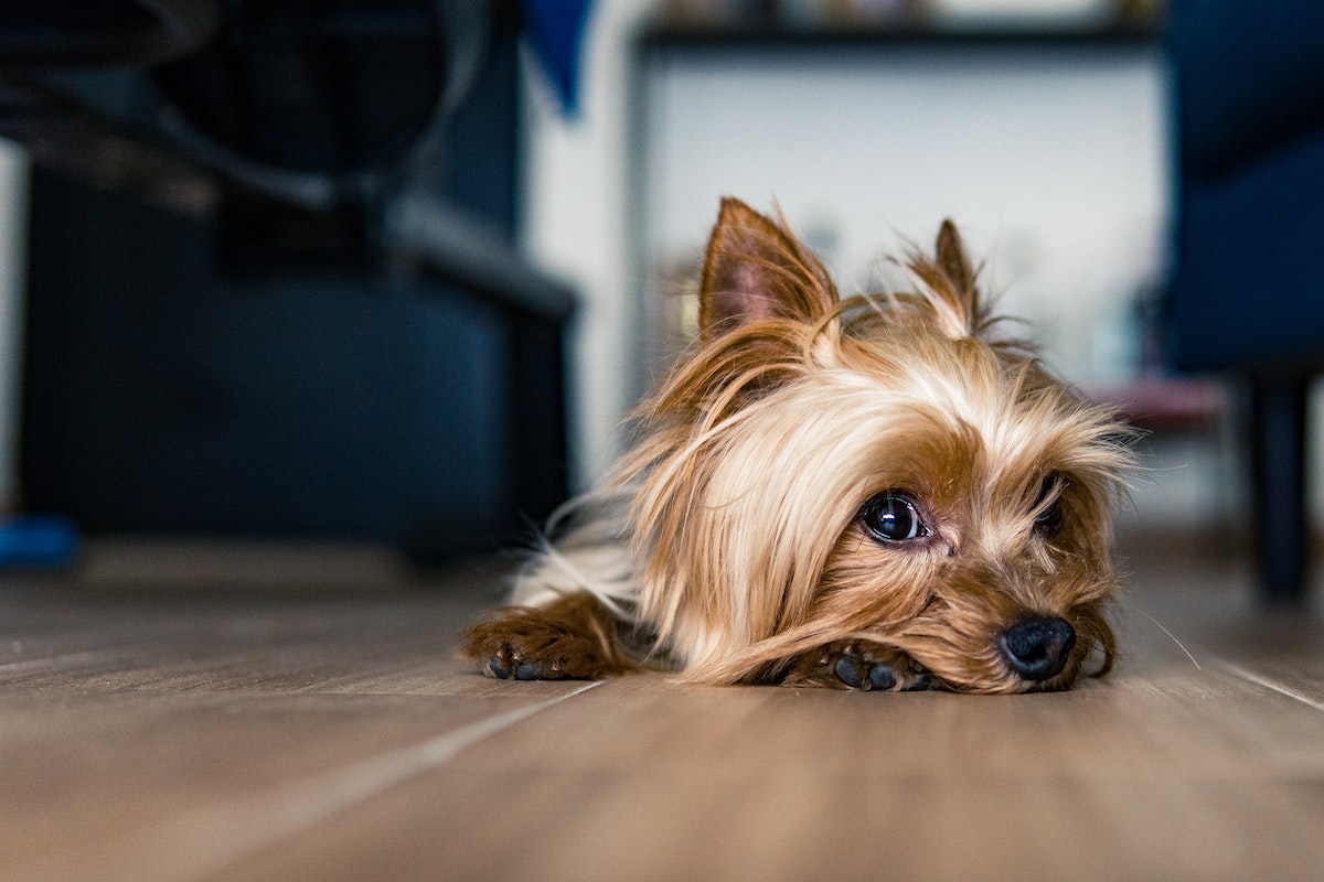 Dogs store 101 yorkie