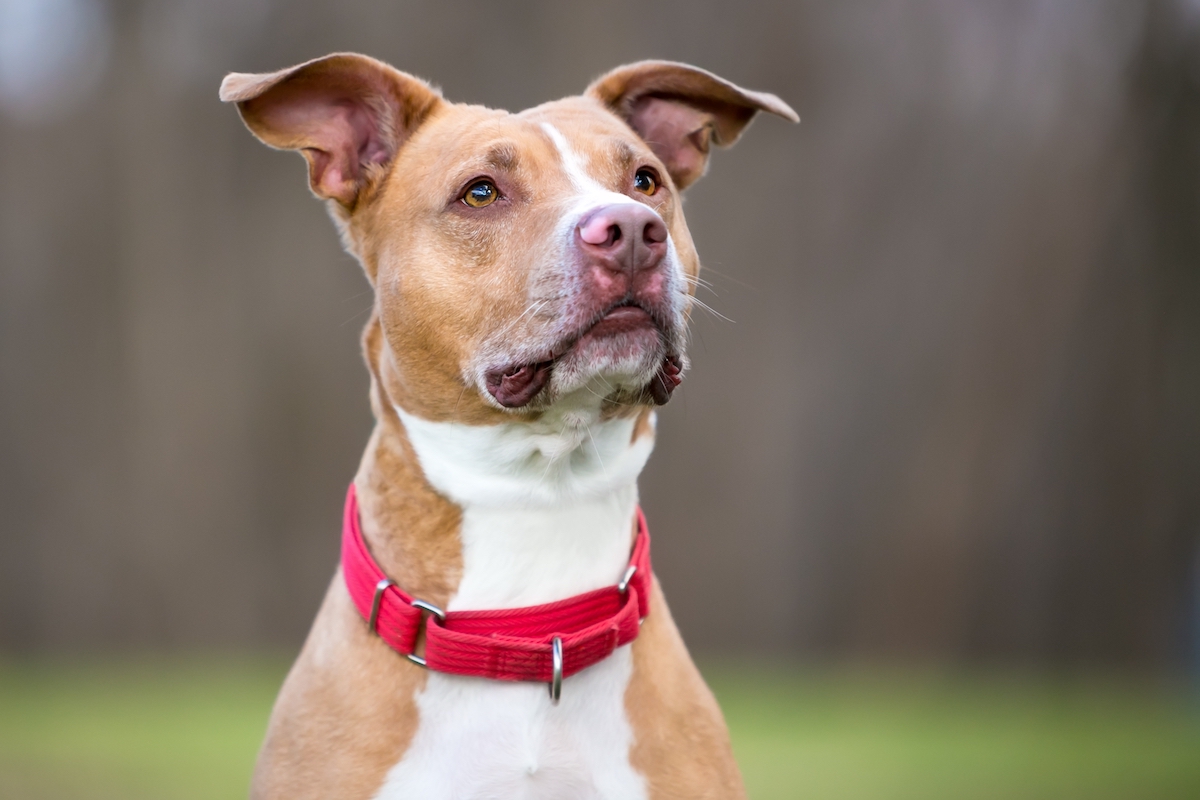 If You See a Dog with a Red Collar, This Is What It Means
