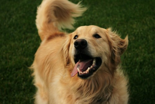 https://www.pawtracks.com/wp-content/uploads/sites/2/2023/03/golden-wags-tail.jpg?resize=500%2C334&p=1