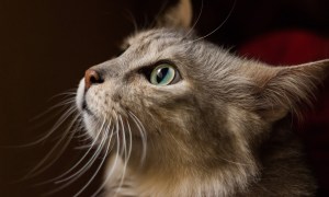 A gray cat's close-up side profile in front of a dark background