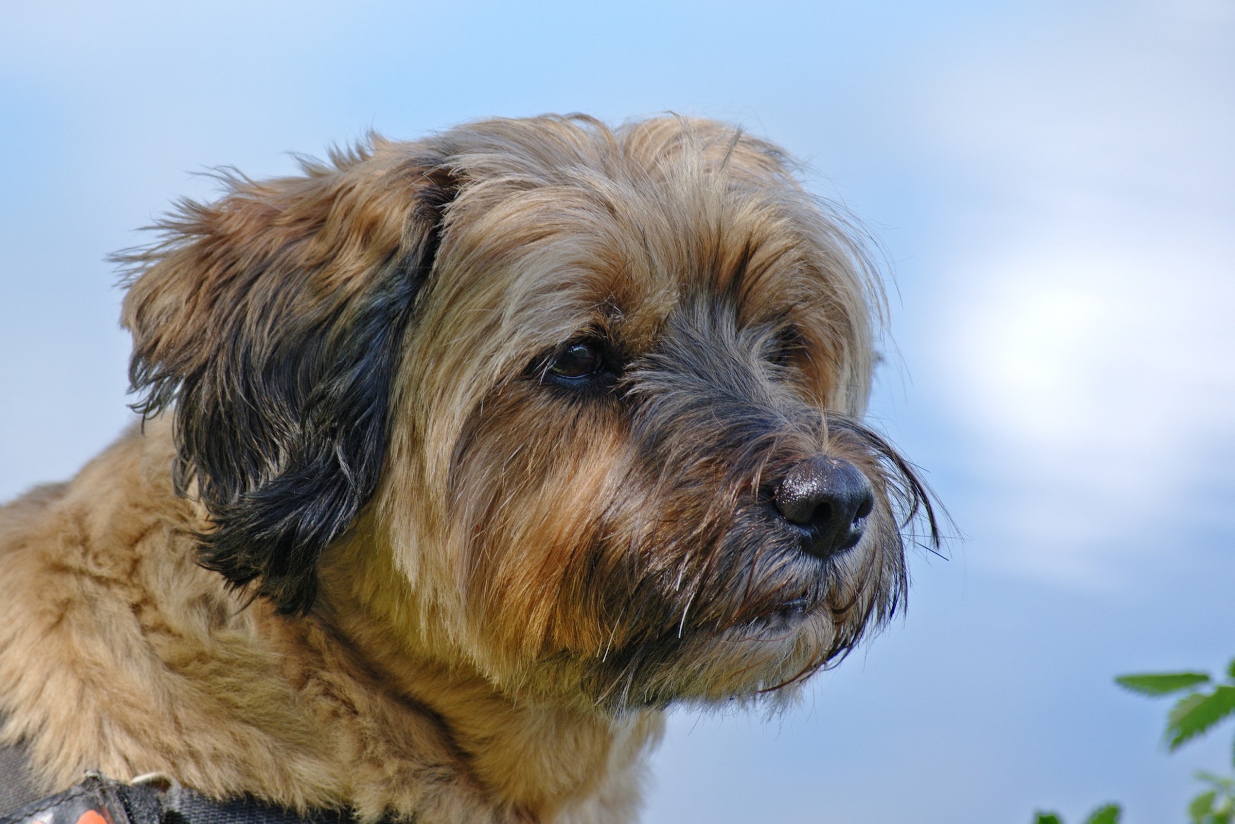 Tibetan terrier hot sale fur