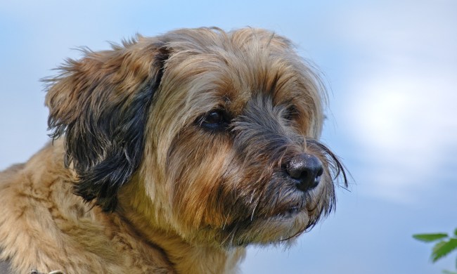 A Tibetan terrier's side profile against a blue sky