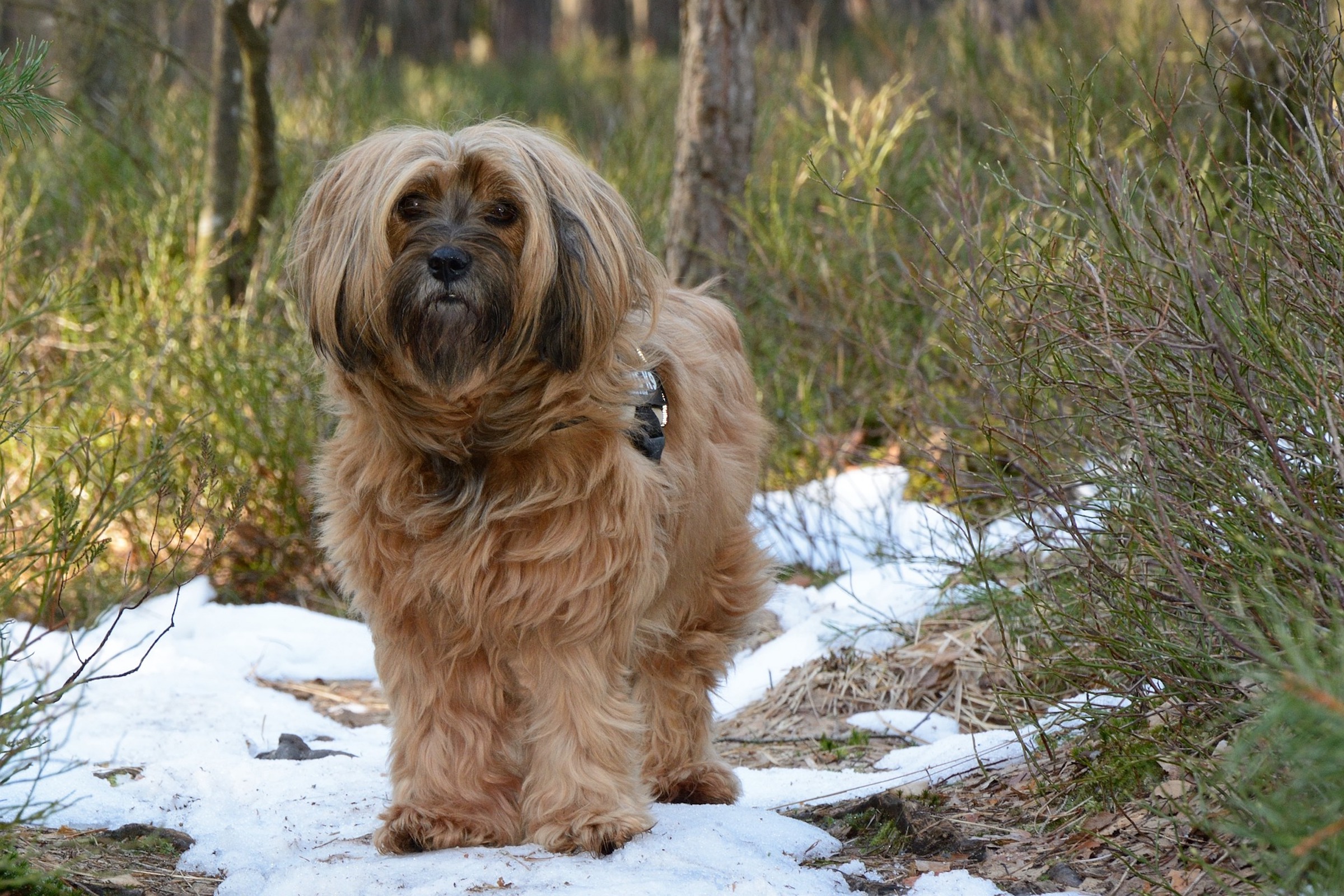 Tibetan terrier best sale dogs 101