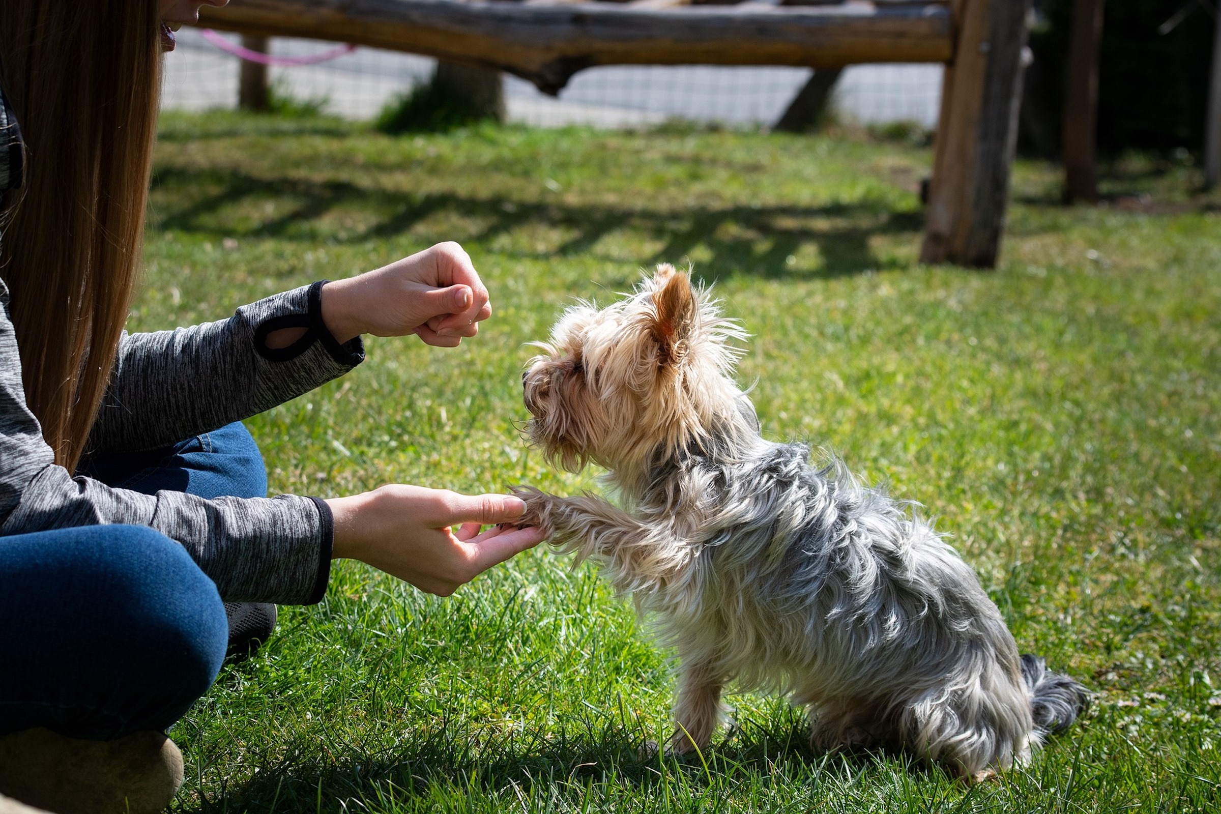 Yorkshire terrier dog paw training outdoors