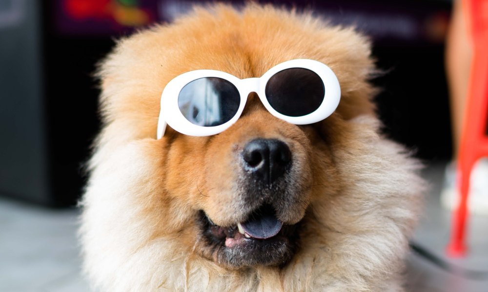 A chow chow dog wearing round white sunglasses looks forward with an open mouth