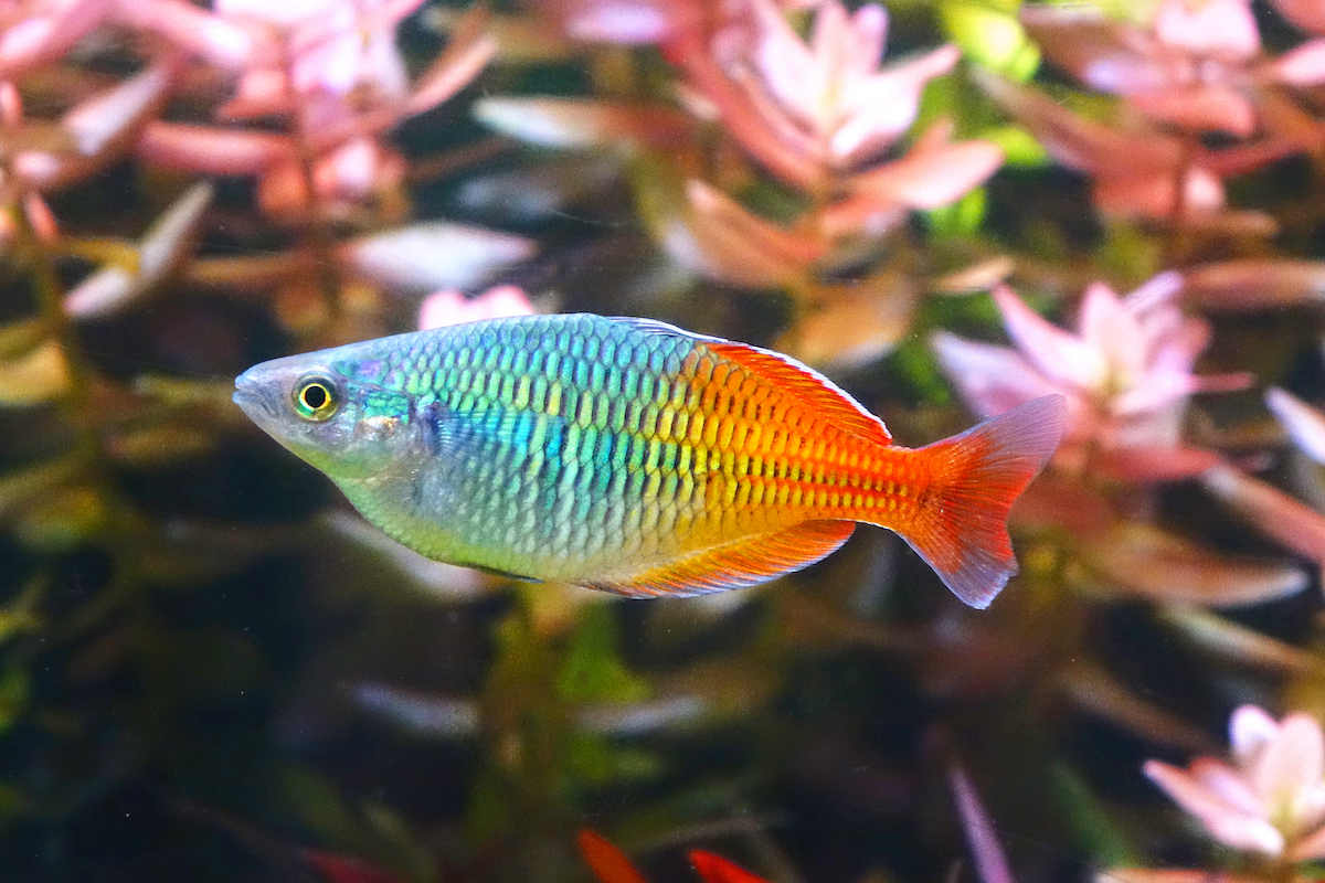 Images Of A Rainbow Fish Store | dakora.com.co