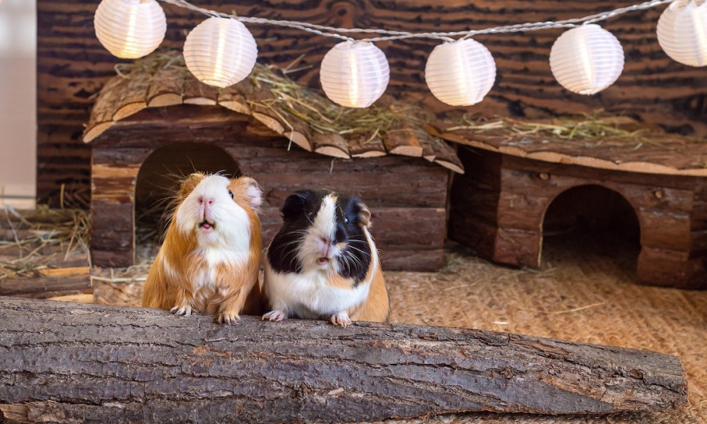 Two guinea pigs sit on a branch in their cage in front of a small wooden house