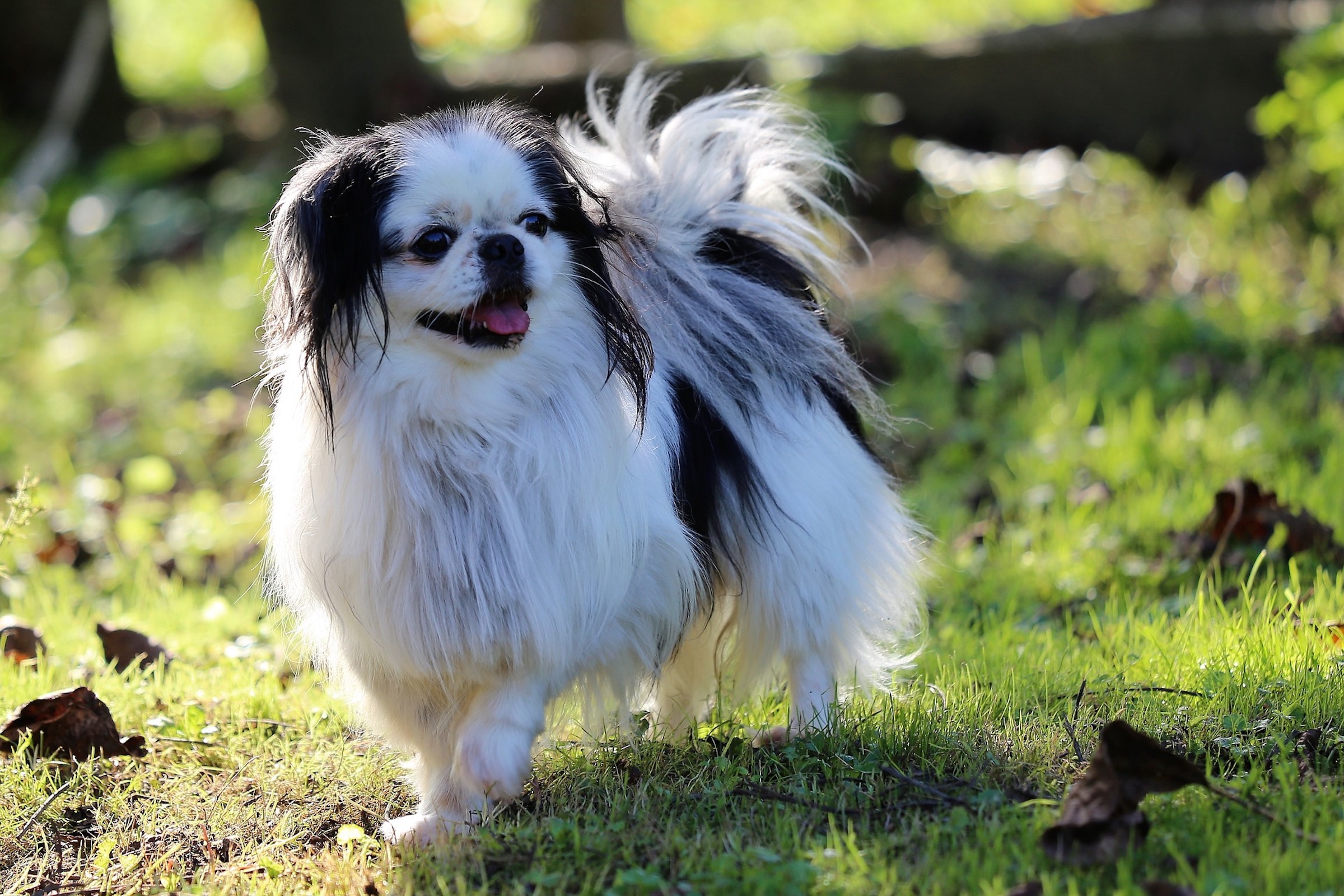 Japanese toy dog store breeds