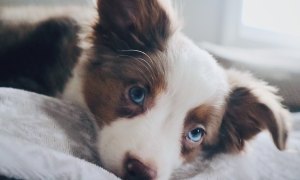 Mini American shepherd lying down