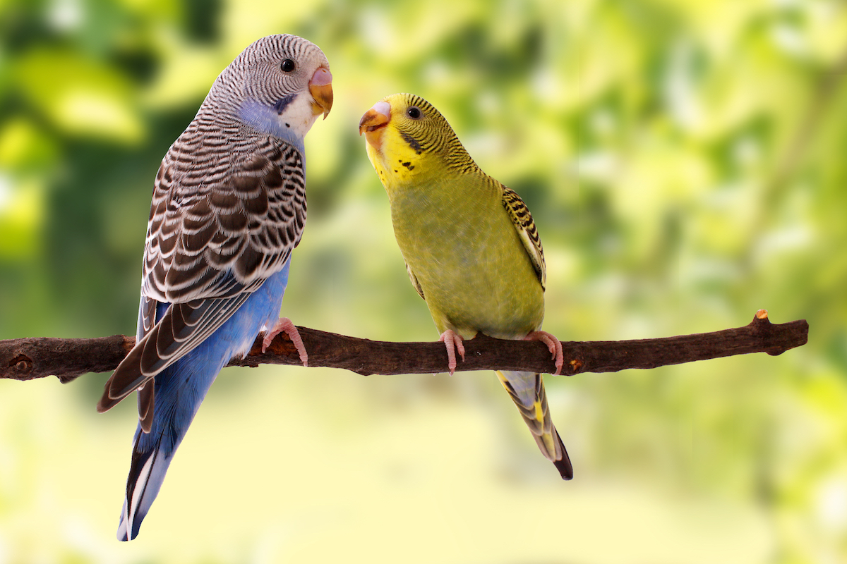 A parakeet feeds another a seed on a perch outside