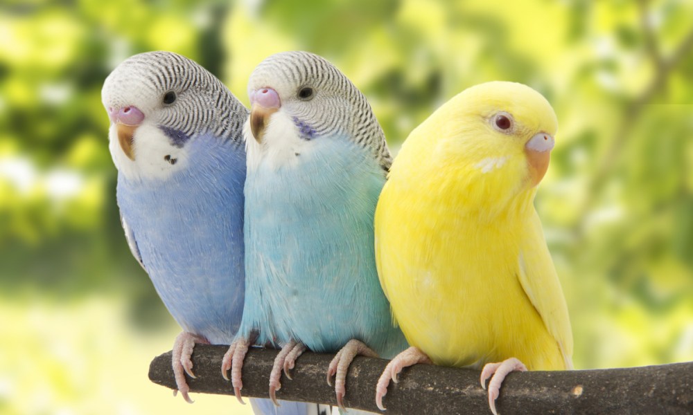 Three beautiful budgies perch on a branch outside