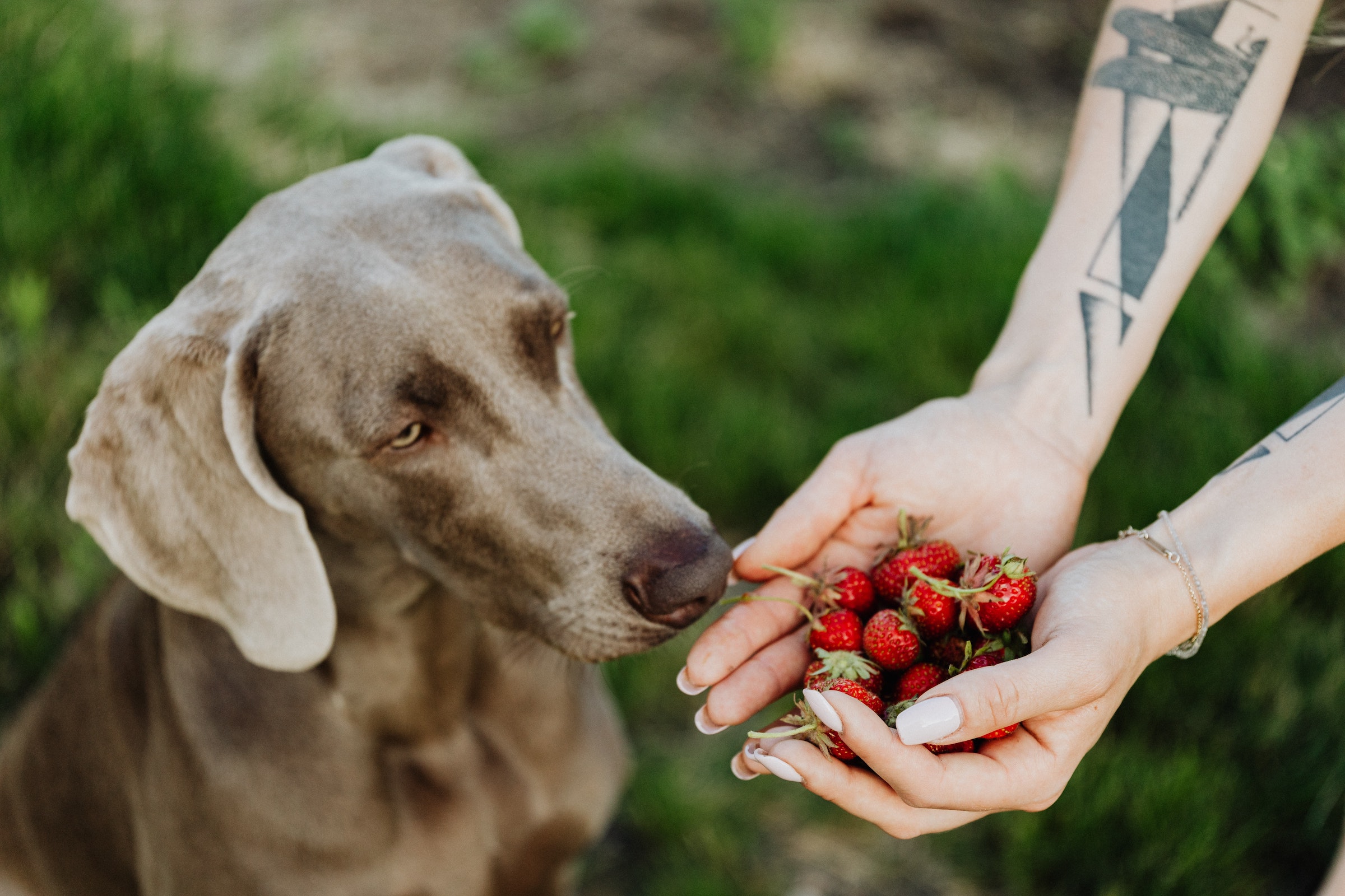 can dogs eat the green part of strawberries