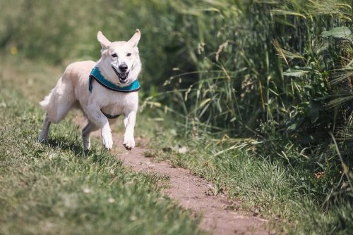 https://www.pawtracks.com/wp-content/uploads/sites/2/2023/04/white_dog_running.jpg?resize=500%2C334&p=1