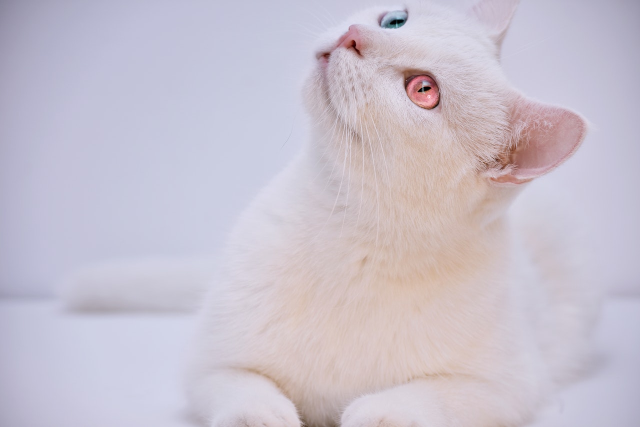 Albino store white cat