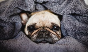 A Frenchie makes himself into a dog burrito by wrapping himself in a blanket