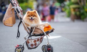 Pomeranian sits in a dog stroller on the street