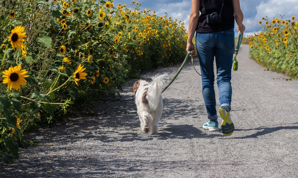 A person in a black T-shirt and jeans walks a small white and brown dog on a path lined with tall plants with yellow flowers