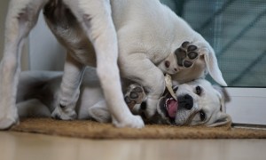 Two Labrador puppies play with each other until one gives up by two