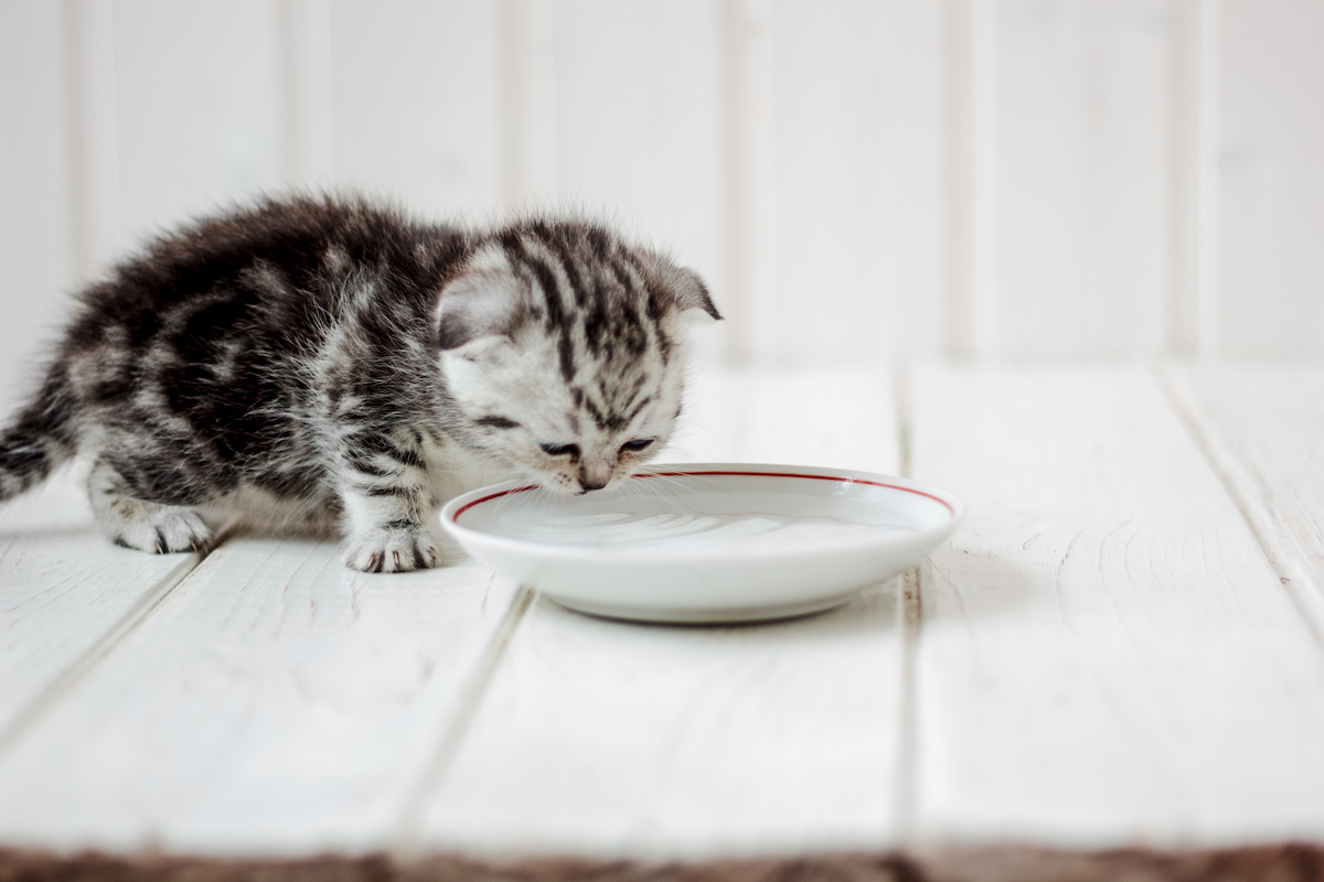 How often should outlet you feed a kitten