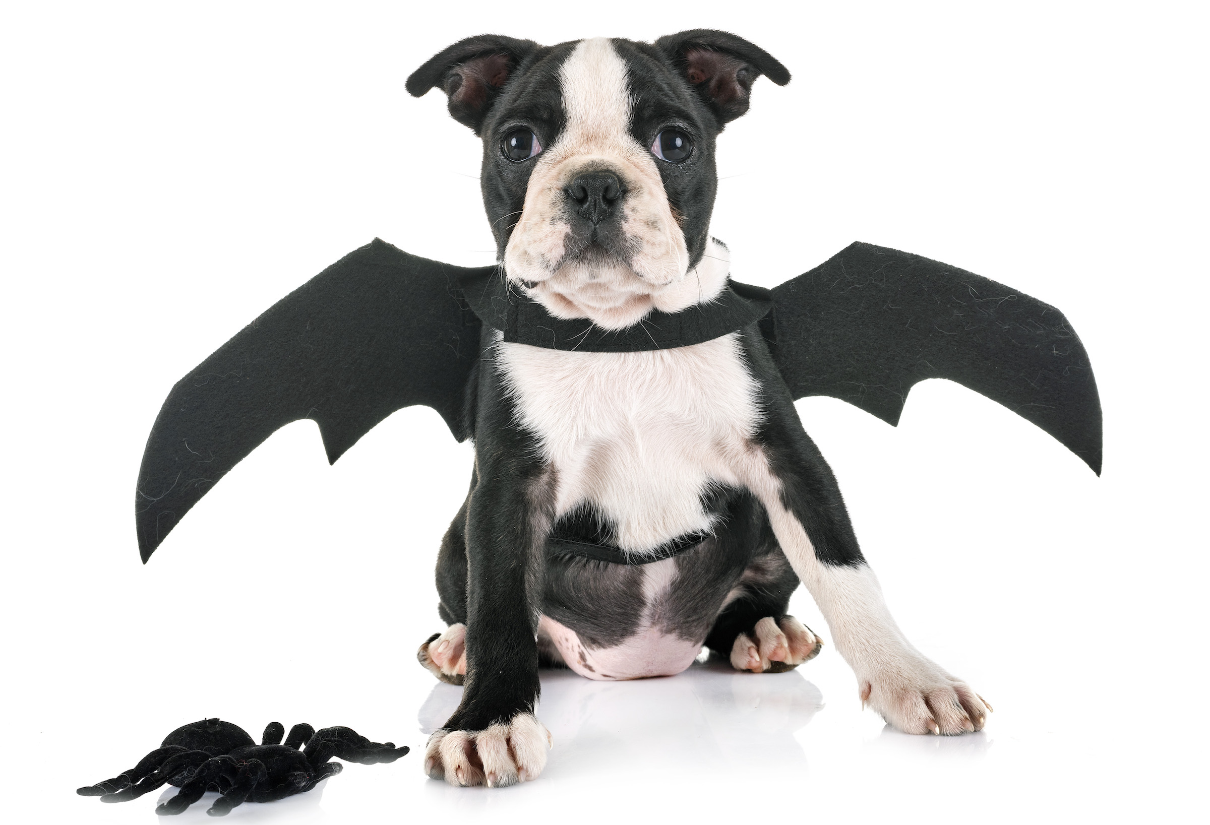 A Boston Terrier puppy wearing a pair of bat wings sits in front of a white background with a fake spider next to them.