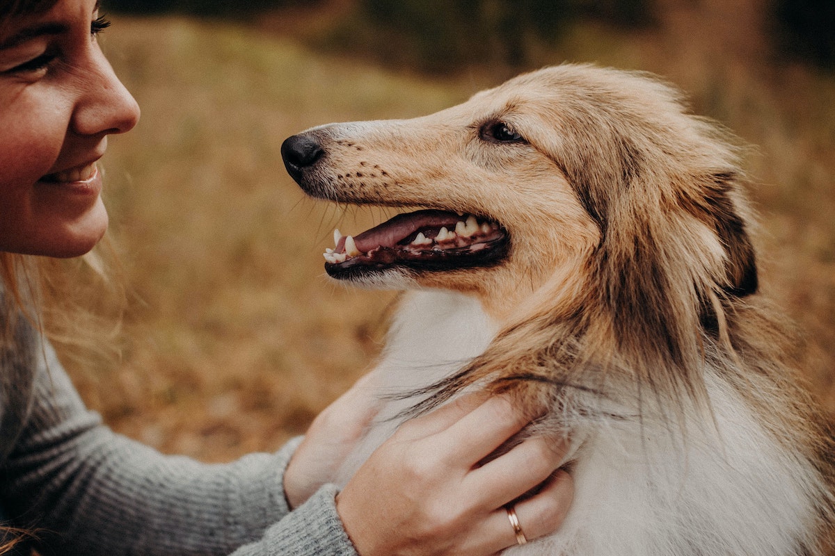 Petting a dog against the cheap grain