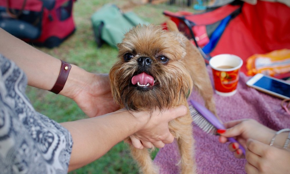 A rough-coated Brussels Griffon dog sits in the center of several people, being held by one person