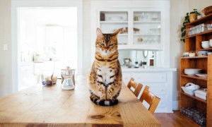 A cat sits on the table looking mad