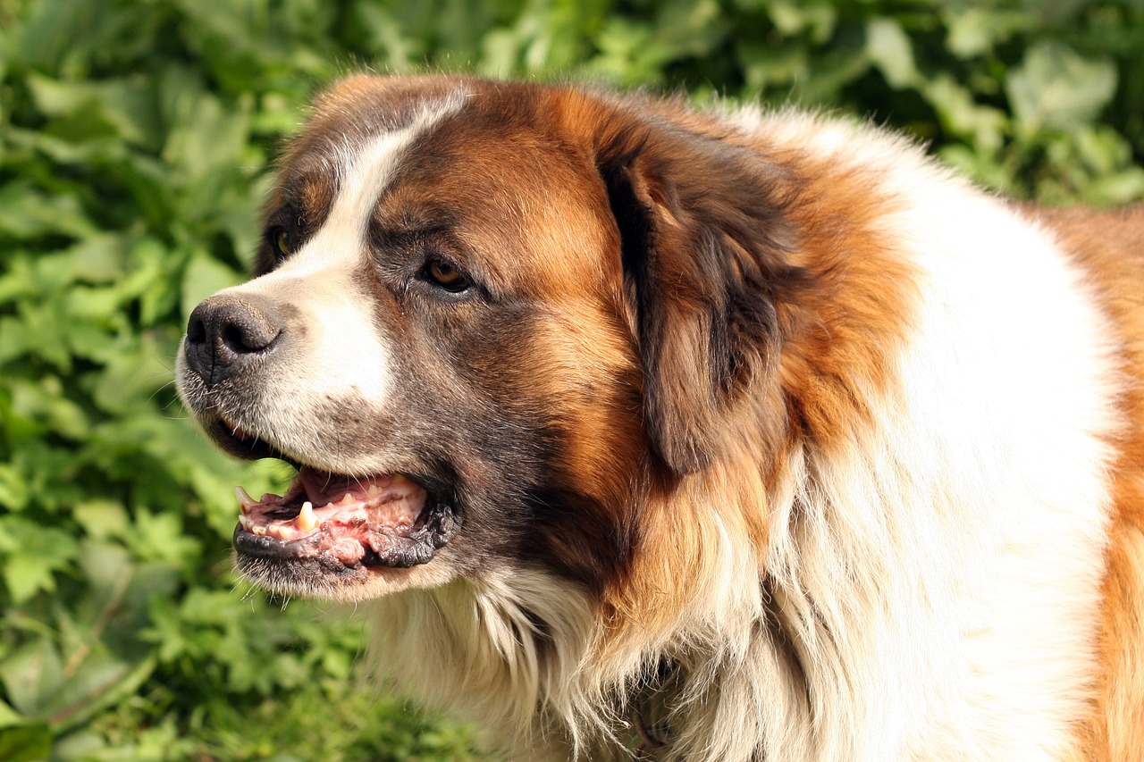 Dogs 101 hot sale saint bernard