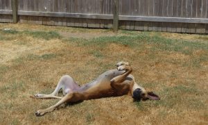 A great dane lies in the grass