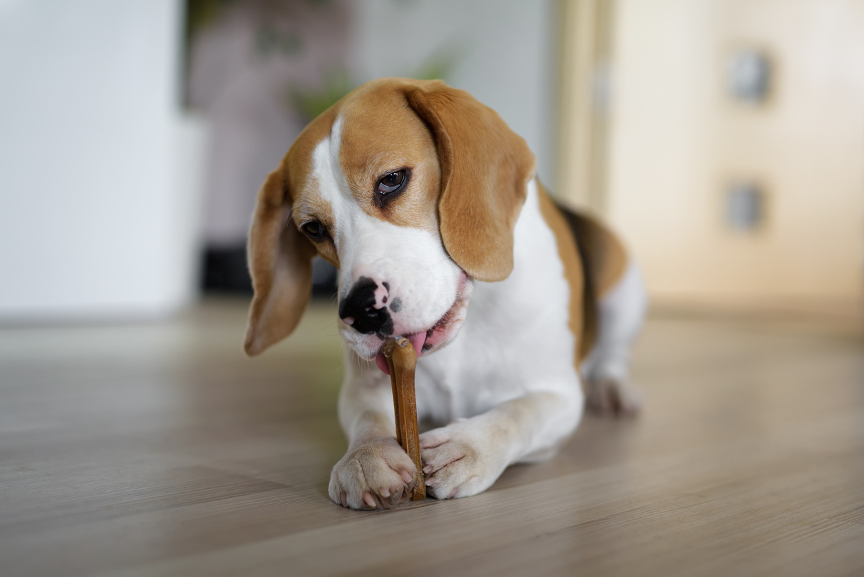 The Best Dog Teeth-cleaning Treats Of 2023 | PawTracks