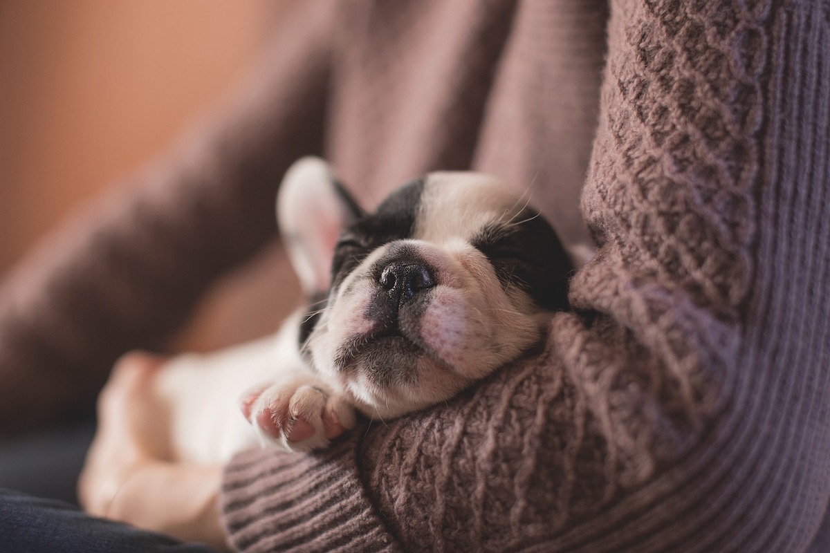 A small puppy sleeps in their owner's arms