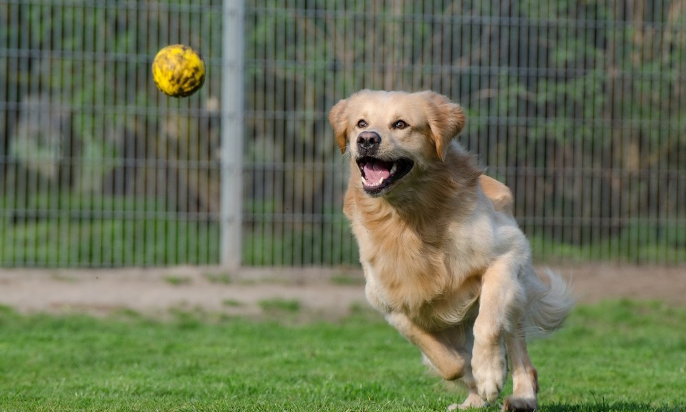 A golden retriever chasing a ball