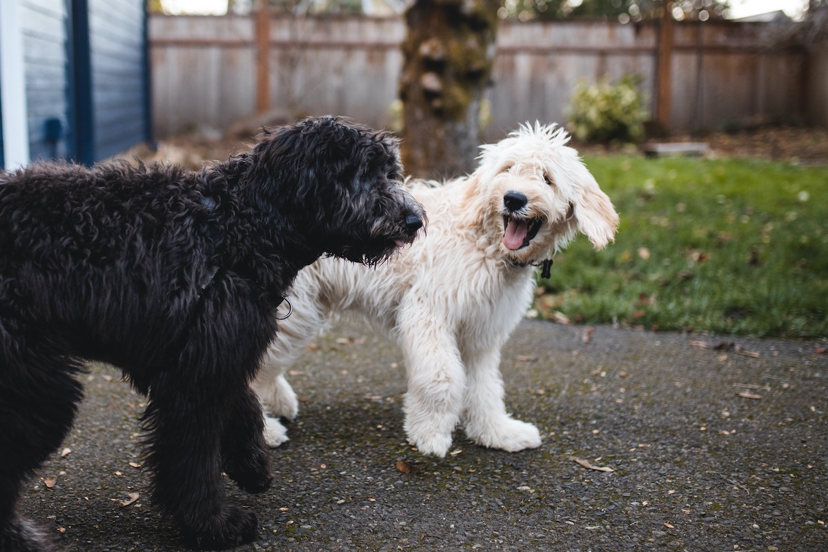 Two dogs look at each other and play bark