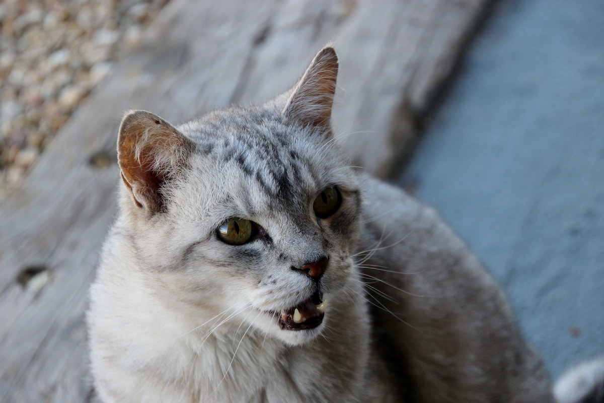 Why do cats hiss? There's more than one reason | PawTracks