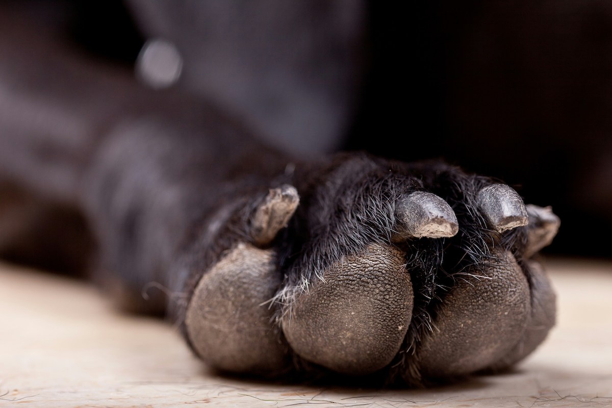 a black labs paws