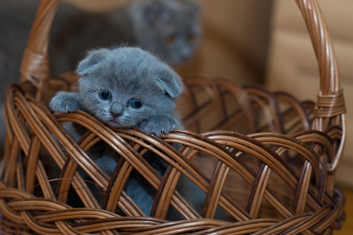 Sad cat peeks over a basket