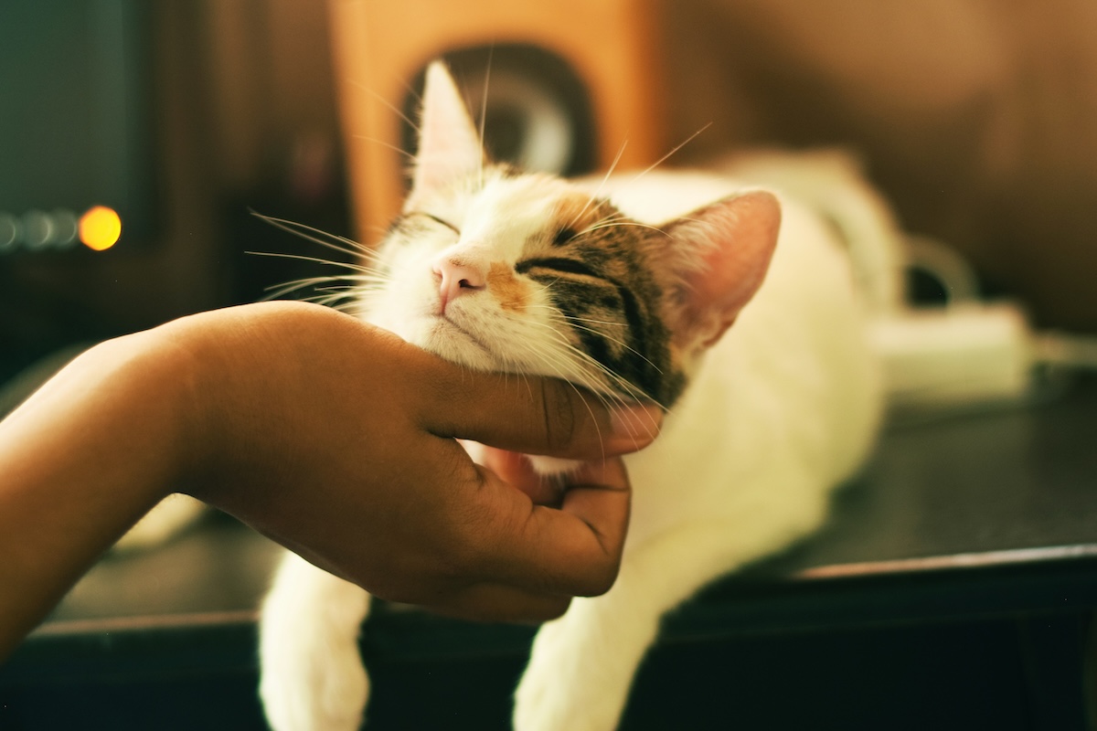 Owner scratches her cat's chin