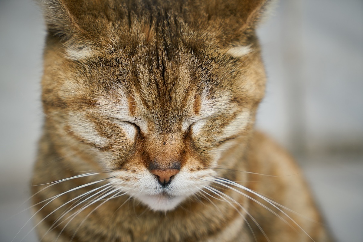 Cat squeezes her eyes shut