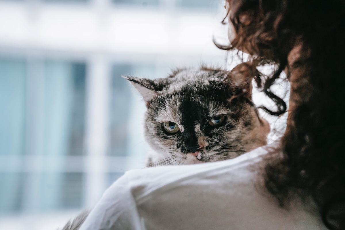 a cat snuggling with a person