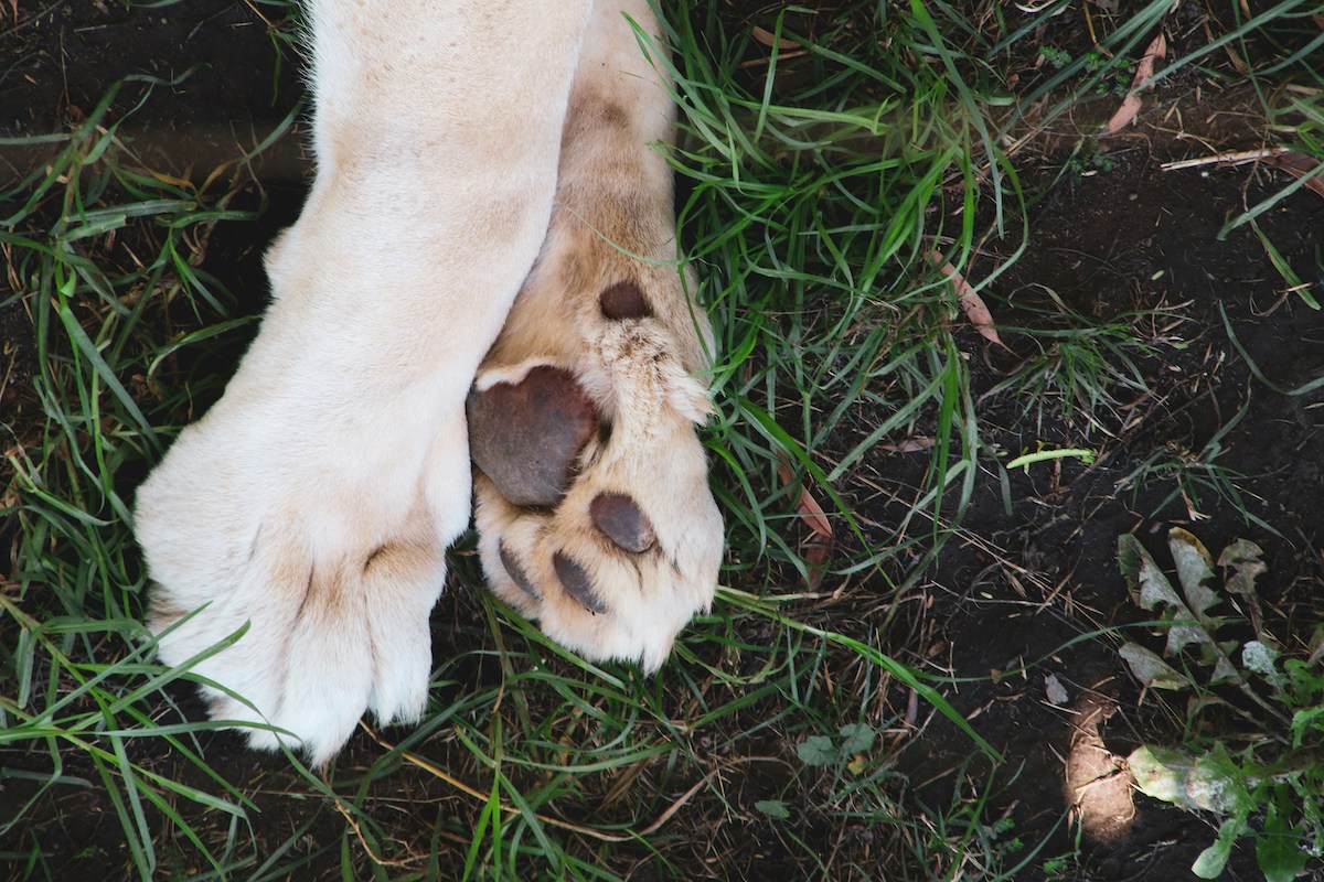 dog paws in grass