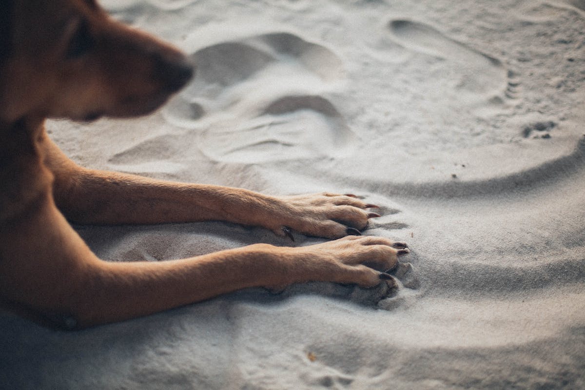 a golden retriever with paws in sand