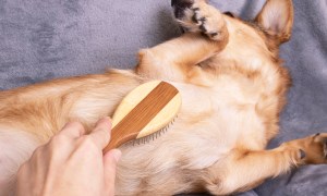 short-haired dogs brush