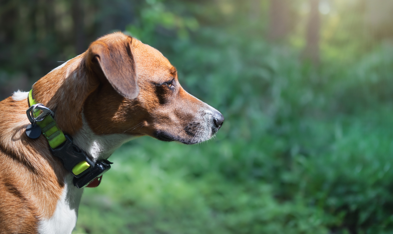 Gps collar for outlet small dogs