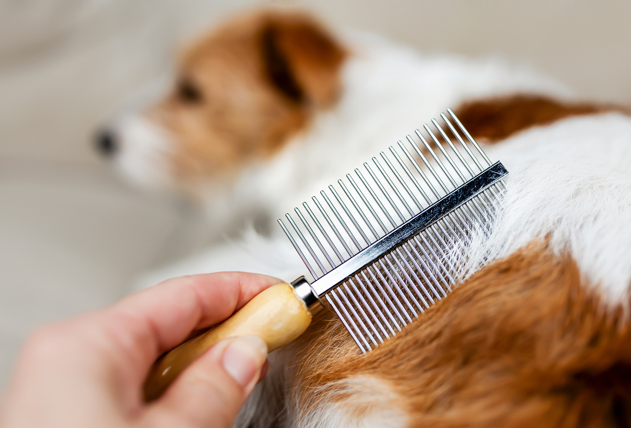 Good brush for short clearance hair dogs