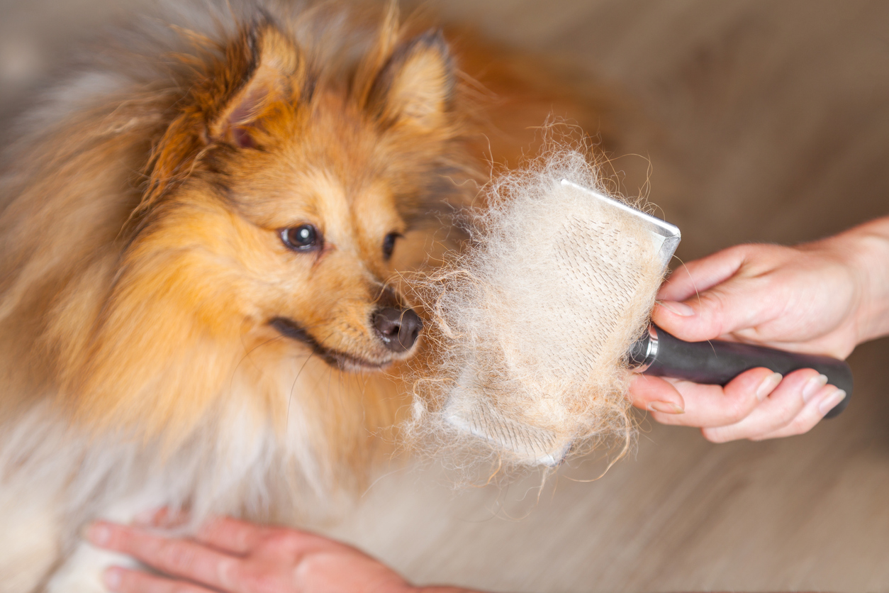 Best brush for dogs that shed a outlet lot