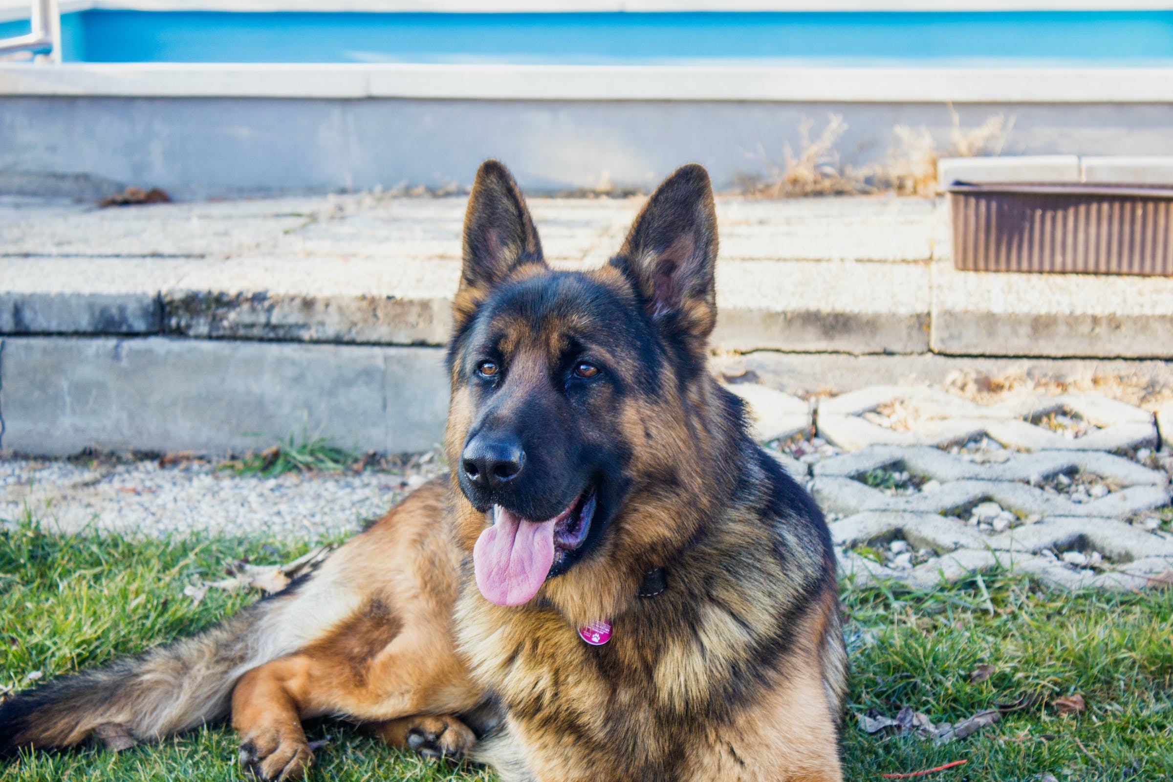 A German Shepherd sits on the grass in front of a house