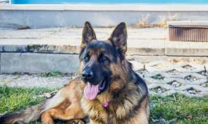 A German shepherd sits on the grass in front of a house