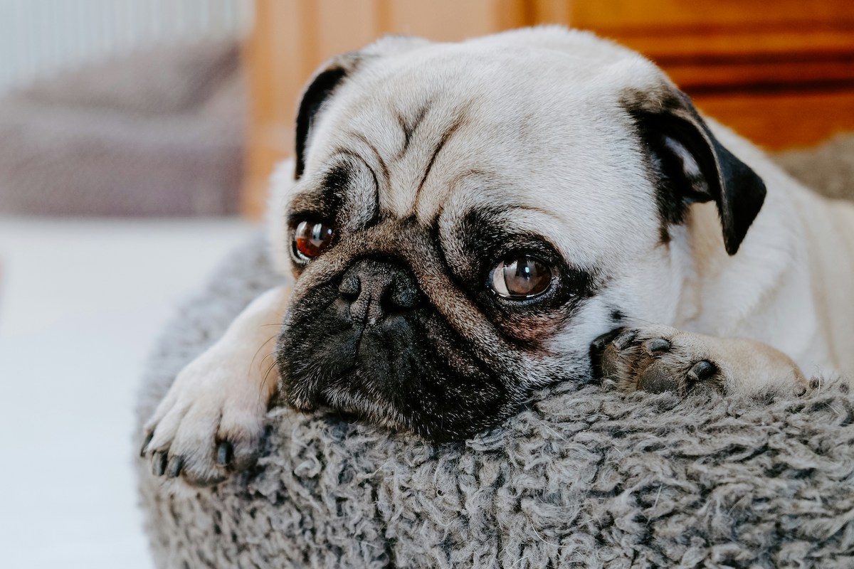 an adult pug in a gray bed