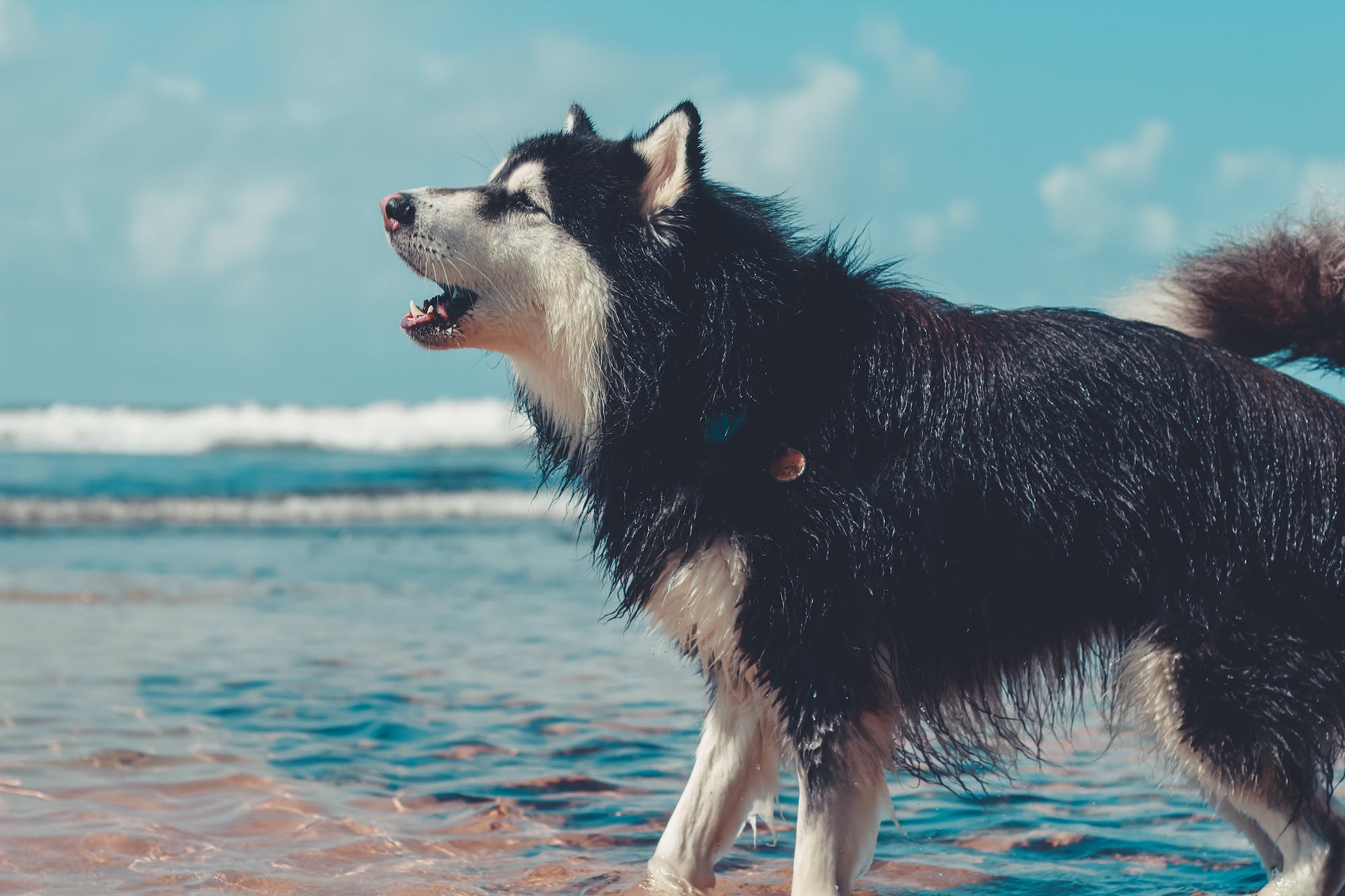 Side profile of a Siberian Husky stands in the water at the beach and barks